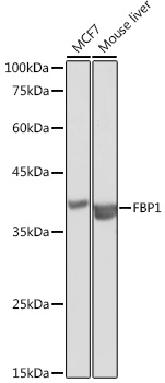 FBP1 Rabbit polyclonal antibody