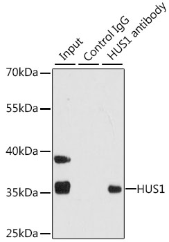 HUS1 Rabbit polyclonal antibody