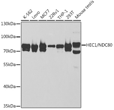 HEC1/NDC80 Rabbit pAb