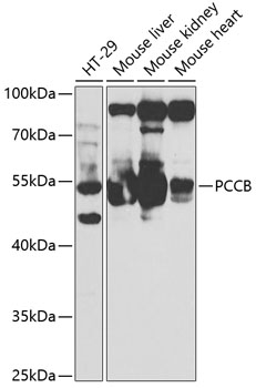 PCCB Rabbit polyclonal antibody