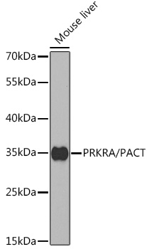 PRKRA/PACT Rabbit pAb