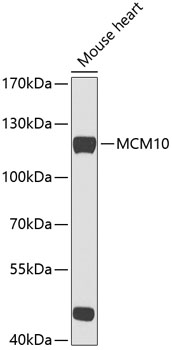 MCM10 Rabbit pAb