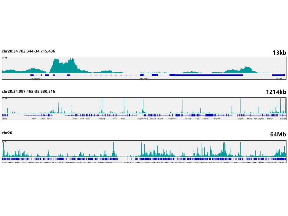 JunD Rabbit monoclonal antibody