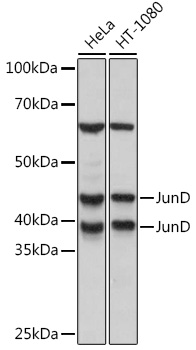 JunD Rabbit monoclonal antibody