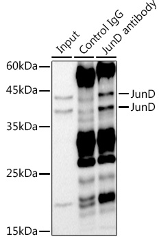 JunD Rabbit monoclonal antibody