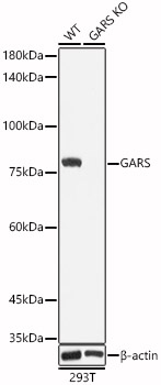[KO Validated] GARS Rabbit polyclonal antibody