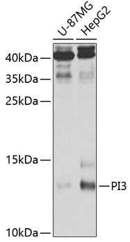PI3 Rabbit polyclonal antibody