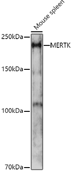 MERTK Rabbit polyclonal antibody