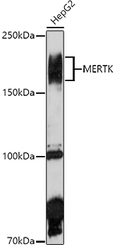MERTK Rabbit polyclonal antibody