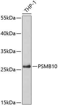 PSMB10 Rabbit polyclonal antibody