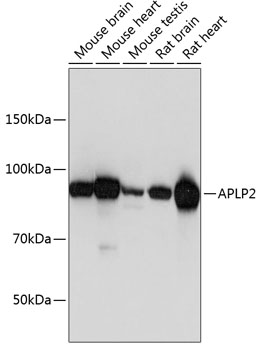 APLP2 Rabbit polyclonal antibody