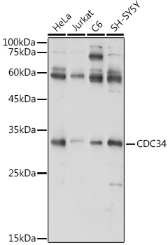 CDC34 Rabbit polyclonal antibody