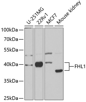 FHL1 Rabbit pAb