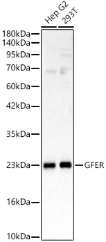 GFER Rabbit polyclonal antibody