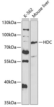 HDC Rabbit pAb