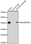 Western blot - [KO Validated] HIF1AN/FIH1 Rabbit pAb (A5466)