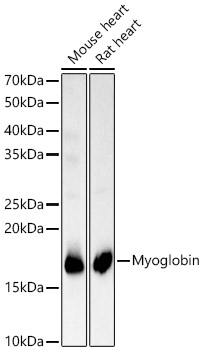 Myoglobin Rabbit polyclonal antibody