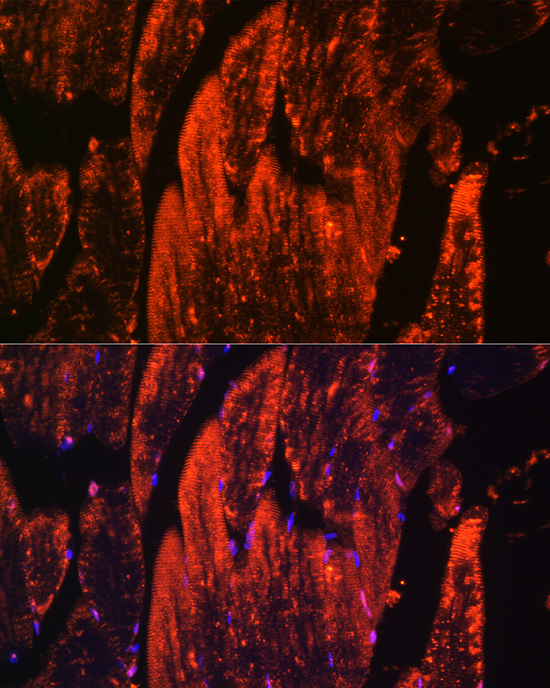 Myoglobin Rabbit polyclonal antibody