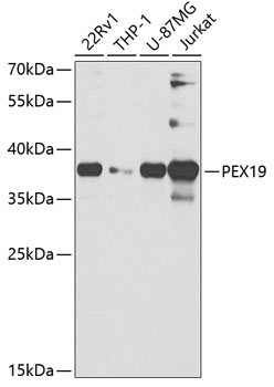 PEX19 Rabbit polyclonal antibody