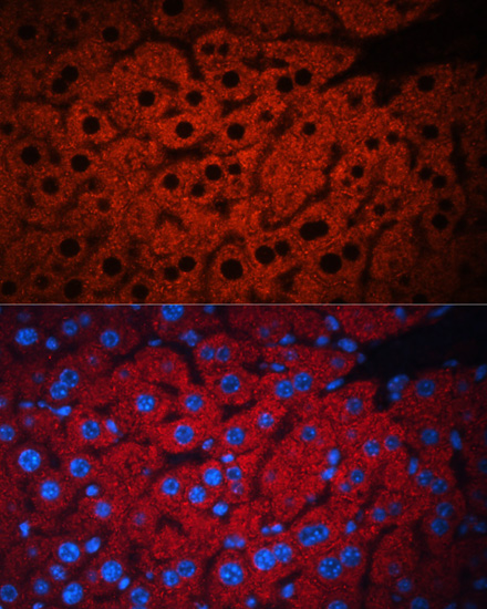 PEX19 Rabbit polyclonal antibody