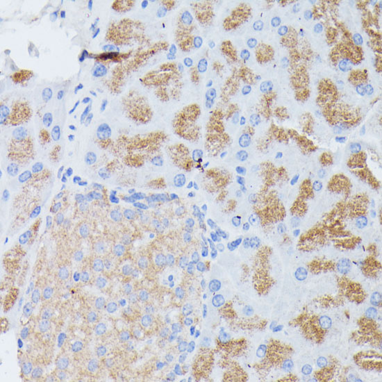 PLA2G1B Rabbit polyclonal antibody
