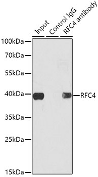 RFC4 Rabbit polyclonal antibody