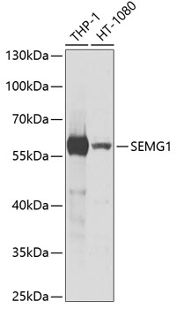 SEMG1 Rabbit pAb