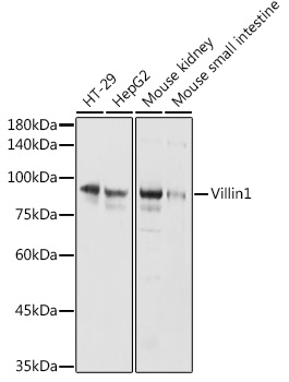 Villin1 Rabbit pAb