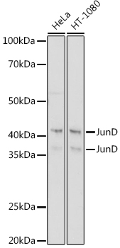 JunD Rabbit monoclonal antibody