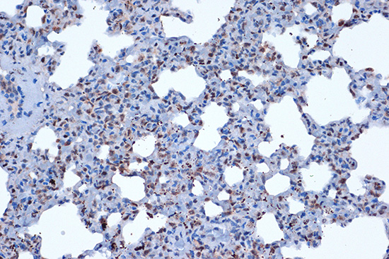JunD Rabbit monoclonal antibody