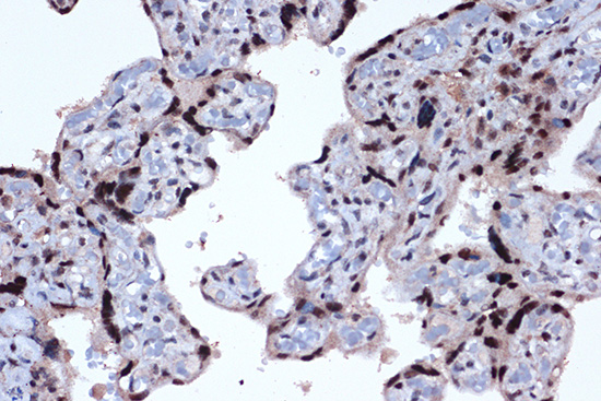 JunD Rabbit monoclonal antibody