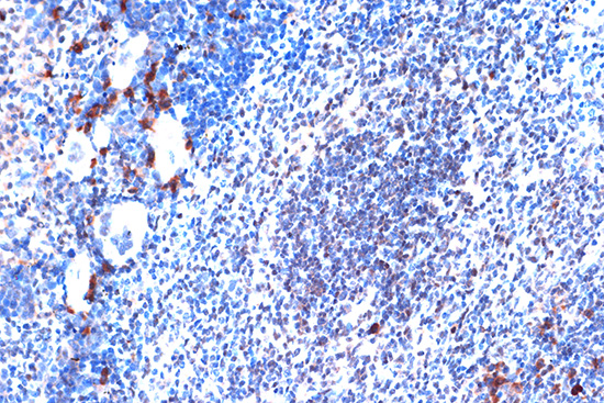 JunD Rabbit monoclonal antibody