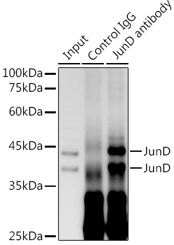 JunD Rabbit monoclonal antibody