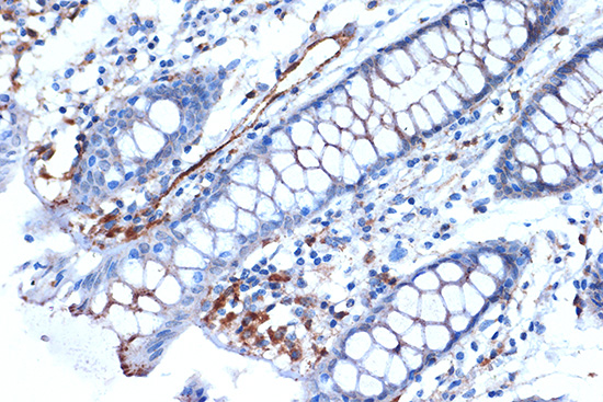 Syntenin Rabbit monoclonal antibody