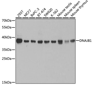 [KO Validated] DNAJB1 Rabbit polyclonal antibody