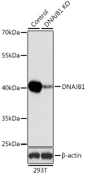 [KO Validated] DNAJB1 Rabbit polyclonal antibody