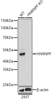 [KO Validated] HNRNPF Rabbit polyclonal antibody