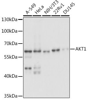 AKT1 Rabbit polyclonal antibody
