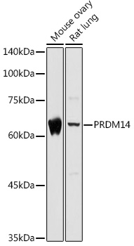 PRDM14 Rabbit polyclonal antibody