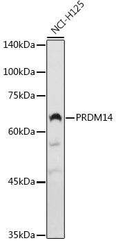 PRDM14 Rabbit polyclonal antibody