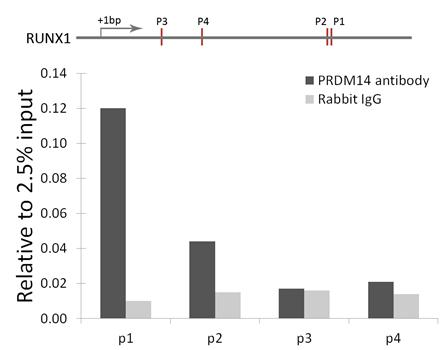 PRDM14 Rabbit polyclonal antibody