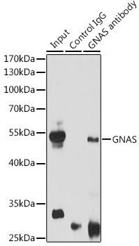GNAS Rabbit polyclonal antibody