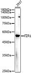 Western blot - FZR1 Rabbit pAb (A5550)