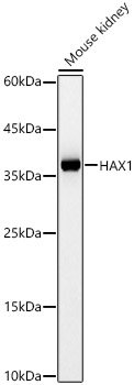 HAX1 Rabbit polyclonal antibody