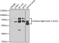 Western blot - Kinesin light chain 1 (KLC1) Rabbit pAb (A5552)