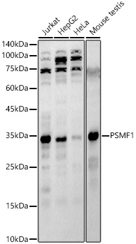 PSMF1 Rabbit polyclonal antibody