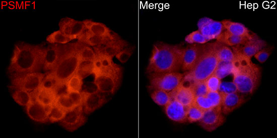 PSMF1 Rabbit polyclonal antibody