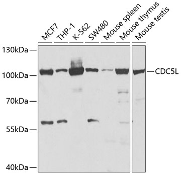 CDC5L Rabbit pAb