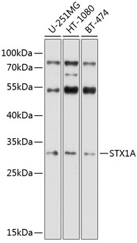 STX1A Rabbit polyclonal antibody