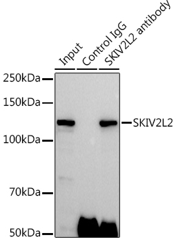 SKIV2L2 Rabbit polyclonal antibody